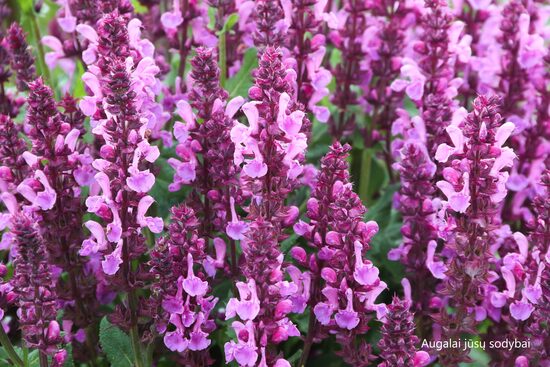 Gojinis šalavijas (Salvia nemorosa) 'Rose Marvel'